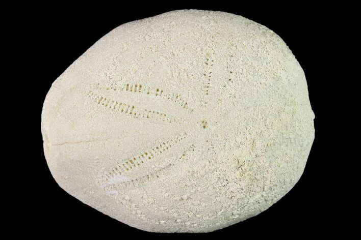 Fossil Sea Urchin (Eupatagus) - Florida #136061